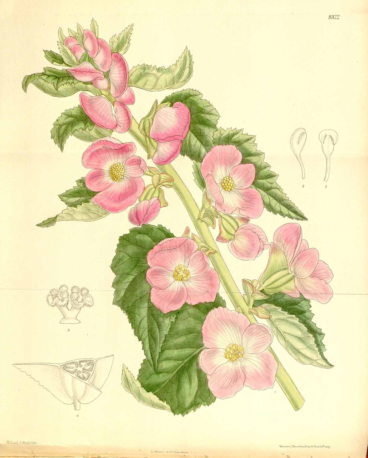 B. ‘martiana Grandiflora’